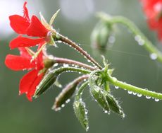 Blüte-im-Regen.jpg